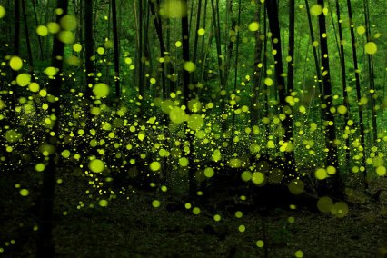 long-exposure-fireflies-nagoya-city-yume-cyan-1